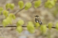 Lejsek belokrky - Ficedula albicollis - Collared Flycatcher 8834